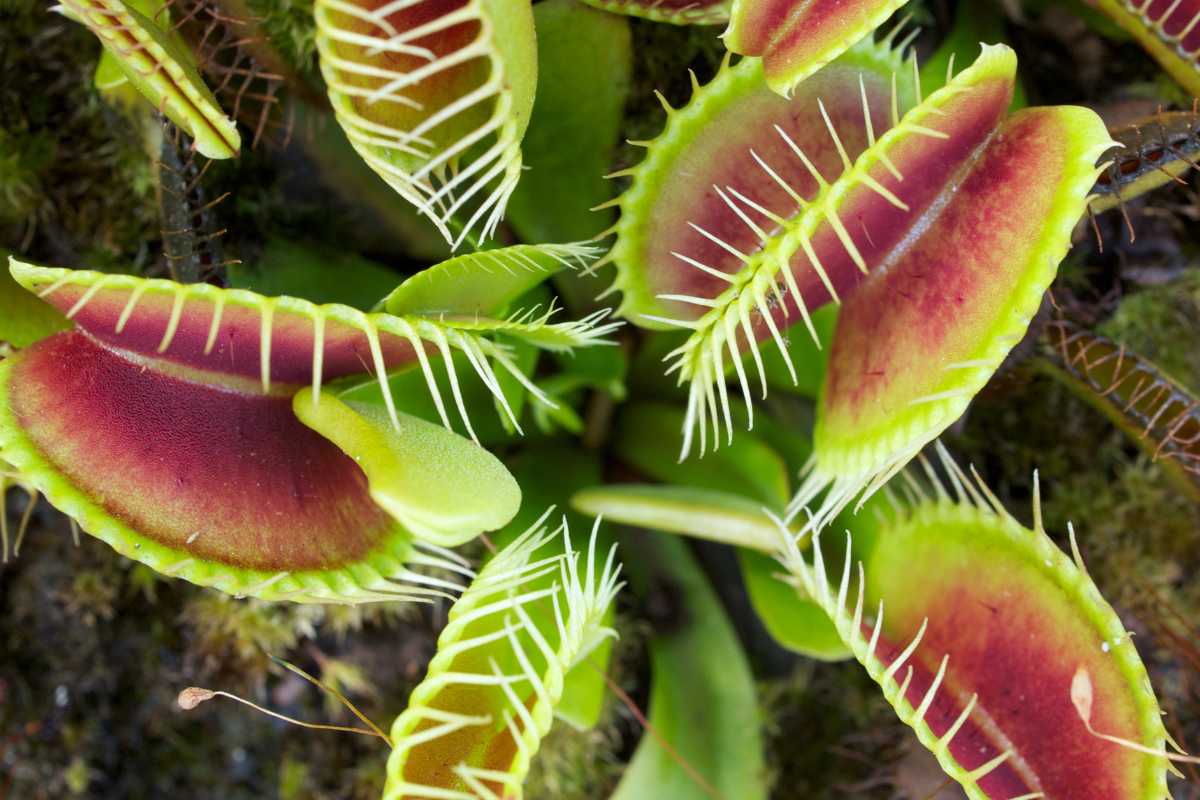 Dionaea muscipula