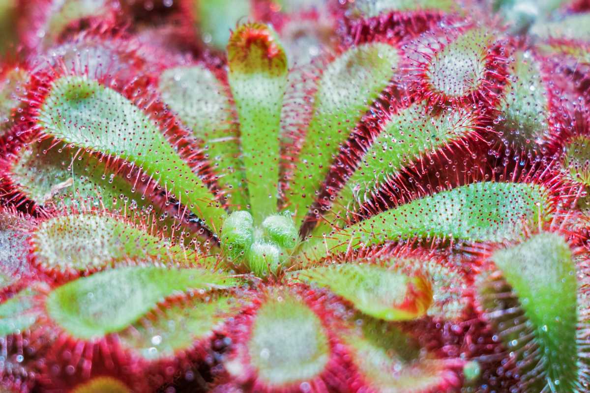 Drosera