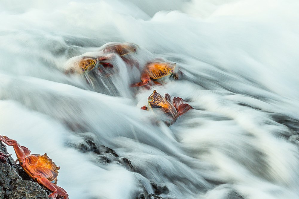 GOLD©Bill+Klipp_Sally_Lightfoot_Crabs_Puerto_Egas_Galapagos_