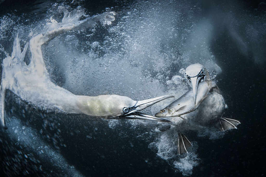 Underwater Gannets