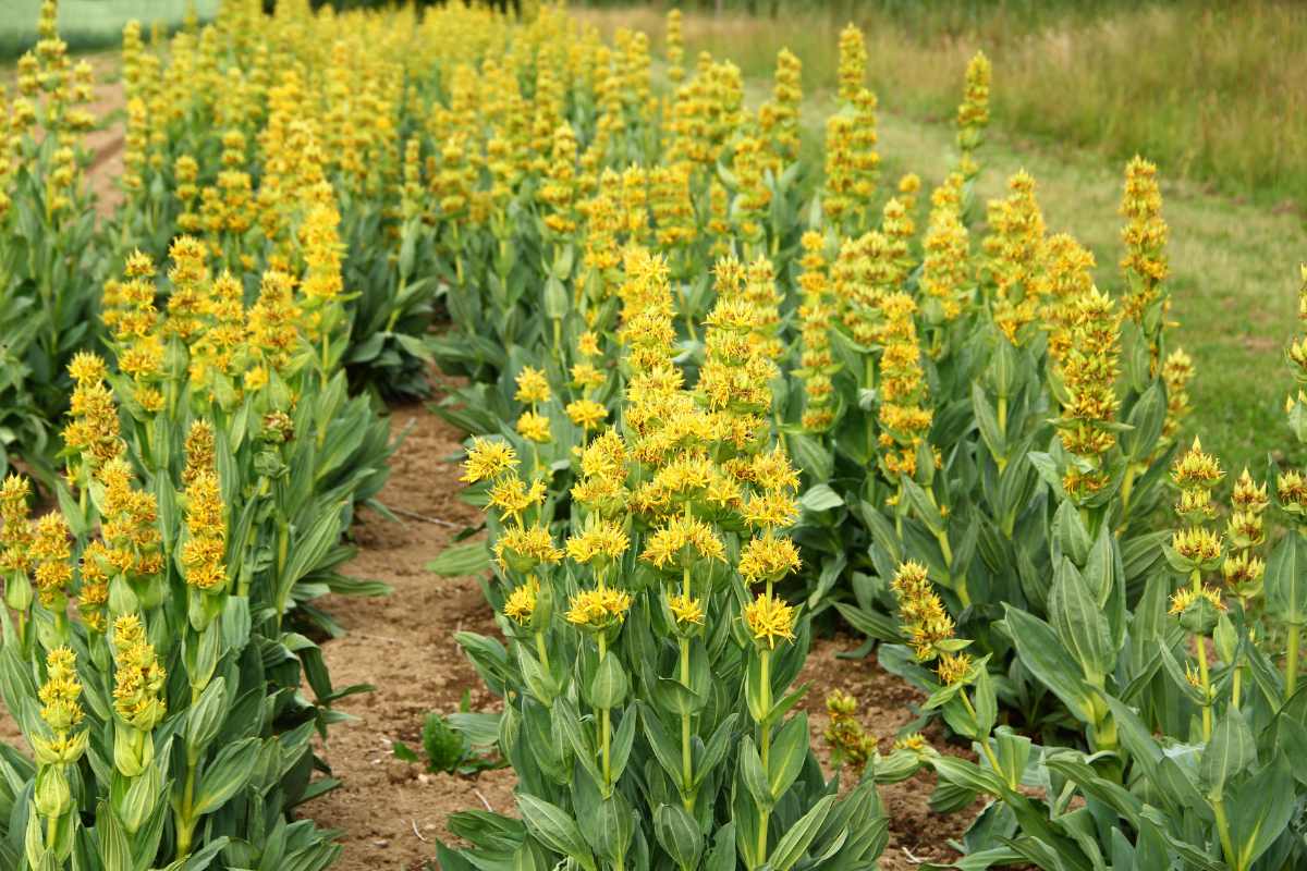 Gentiana Lutea