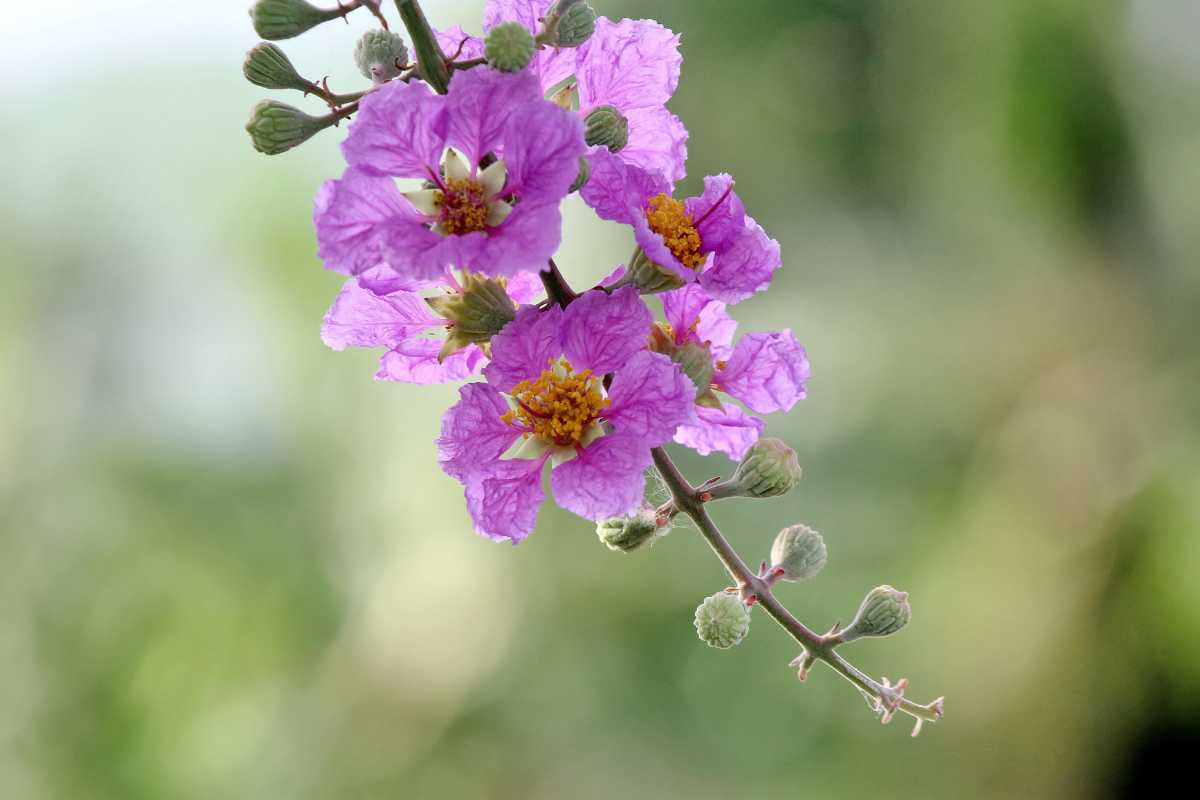 Lagerstroemia 2