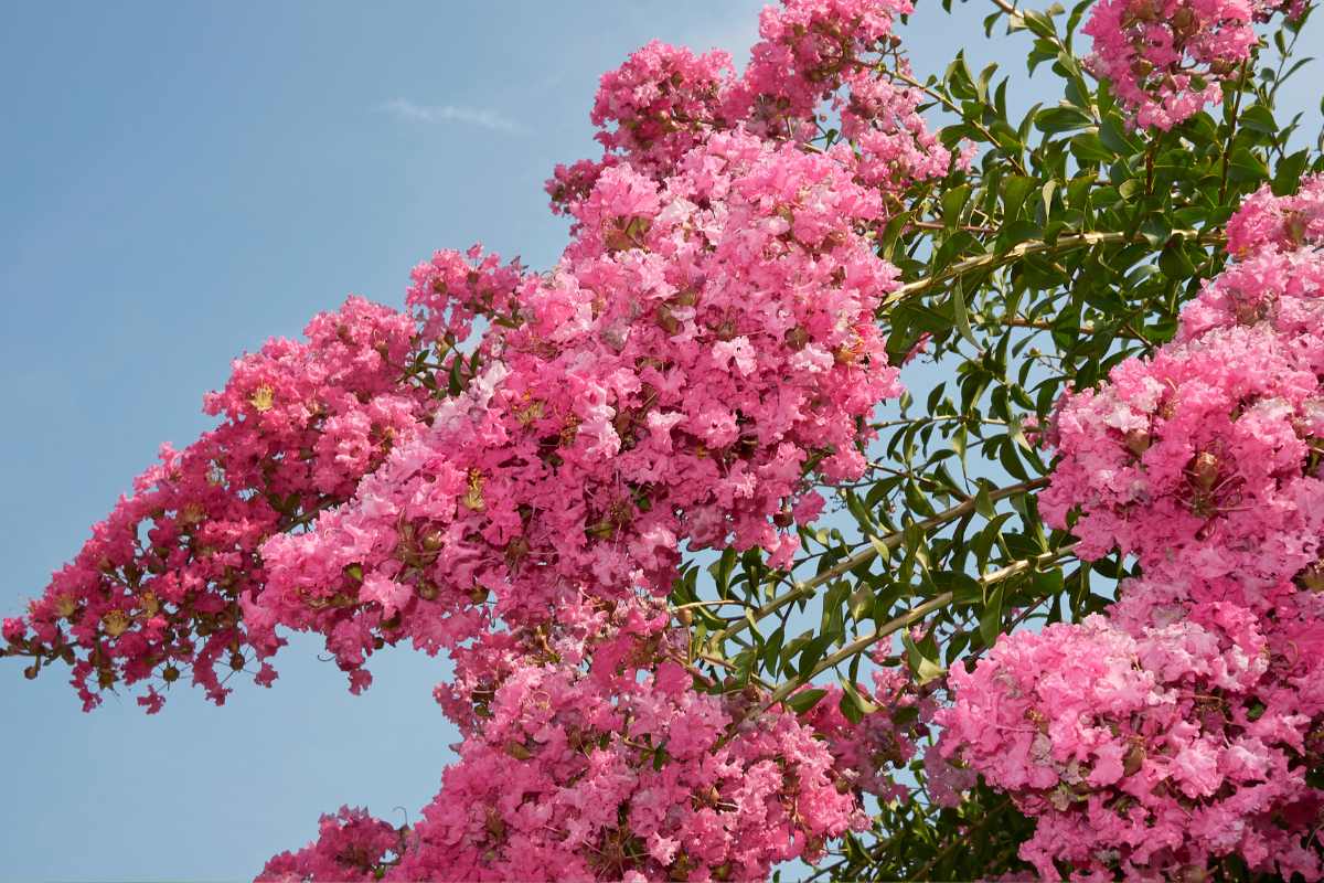 Lagerstroemia 3