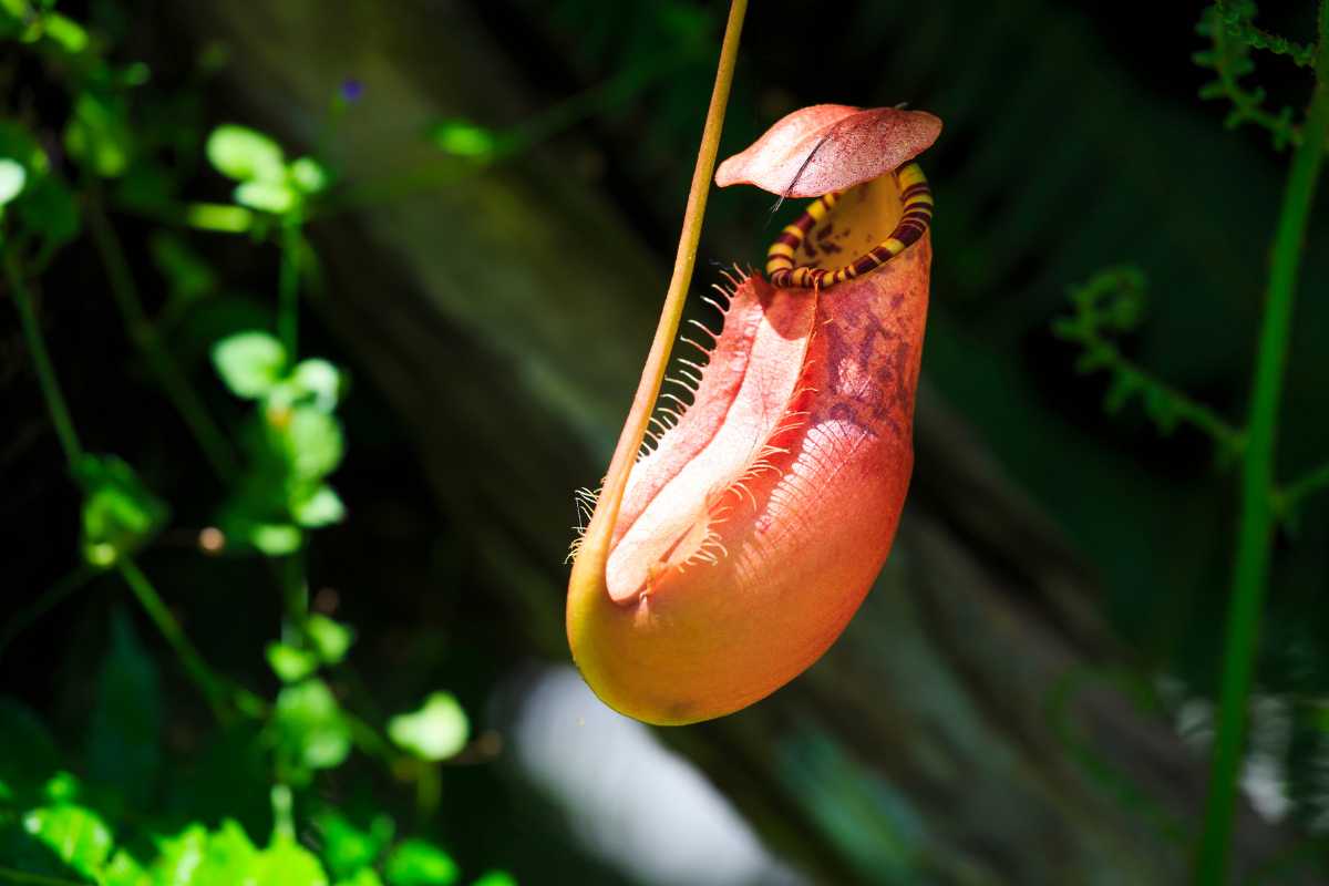 Nepenthes