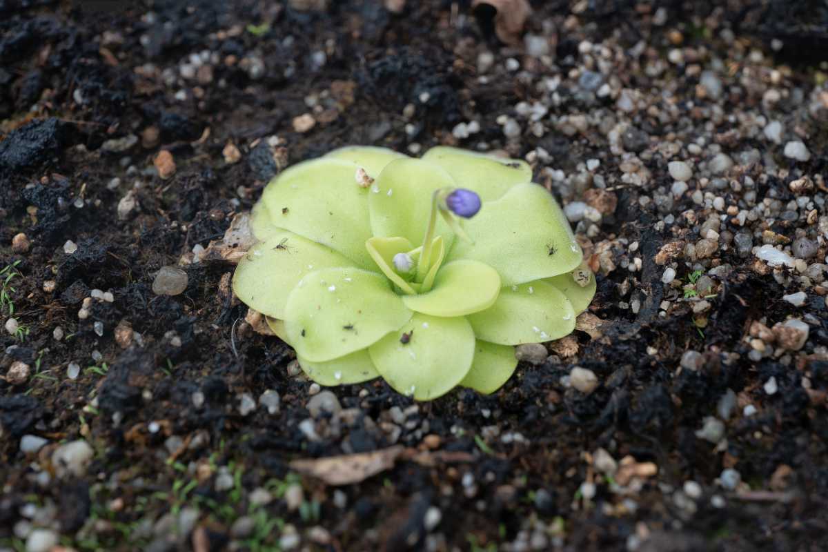 Pinguicula