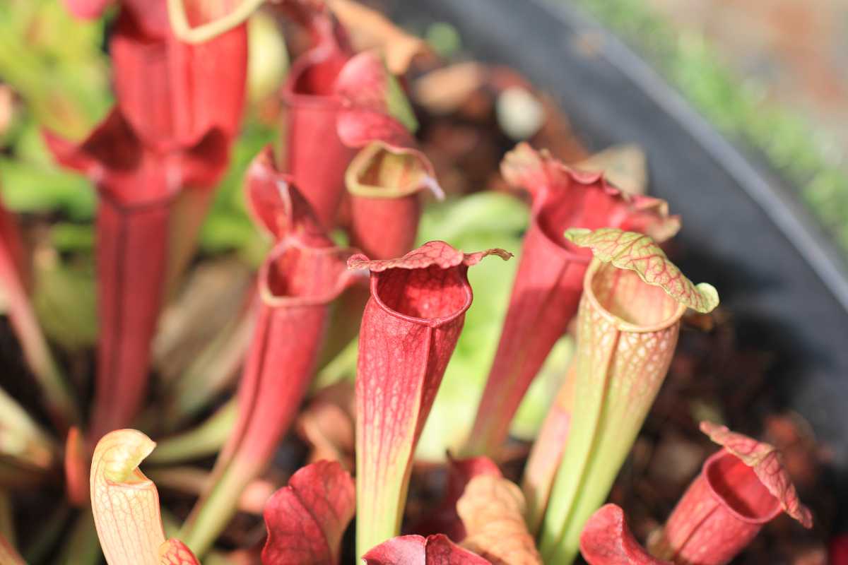 Sarracenia