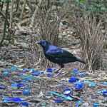 Uccello giardiniere satinato