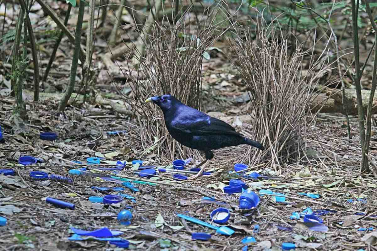 Uccello giardiniere satinato