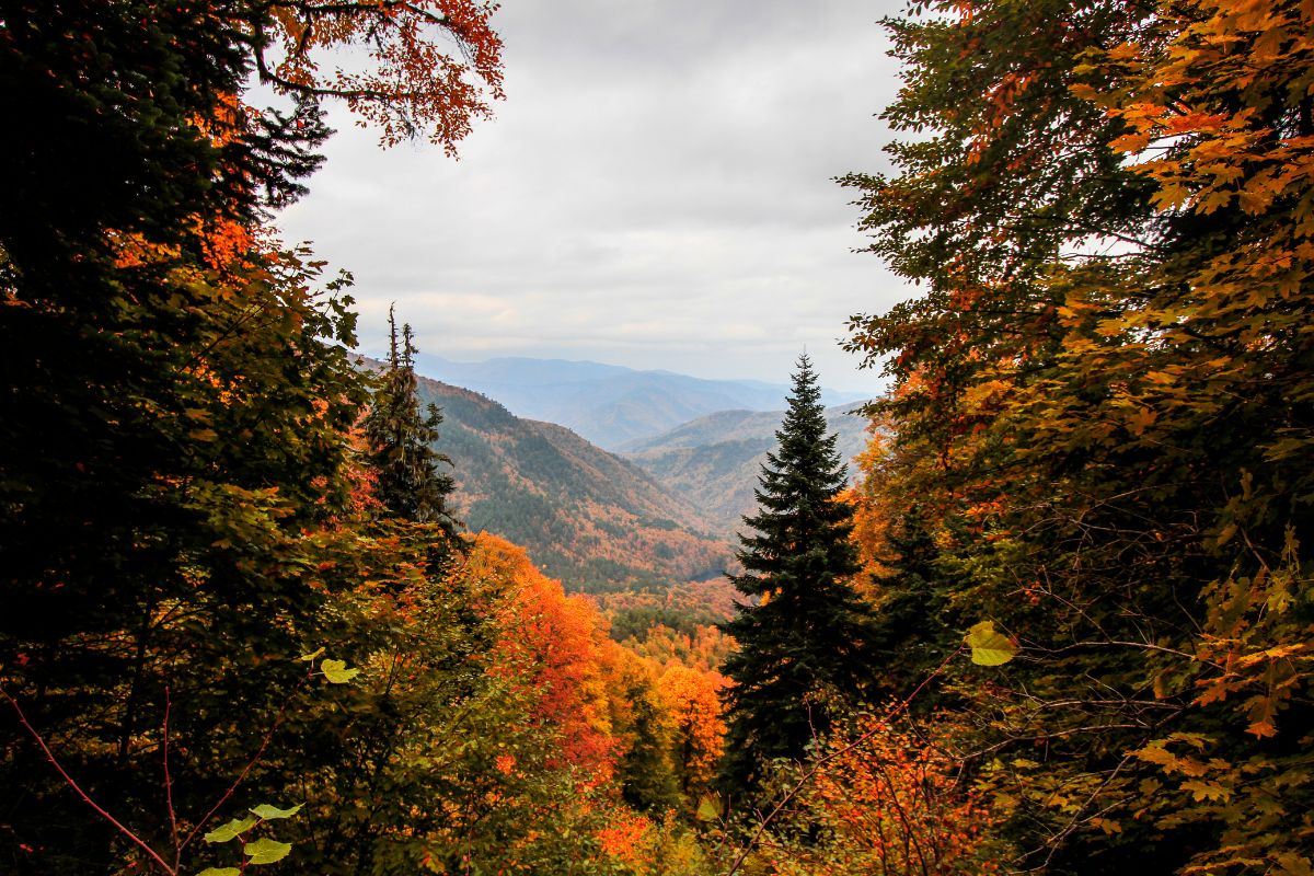 arnoga foliage