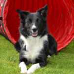 border collie