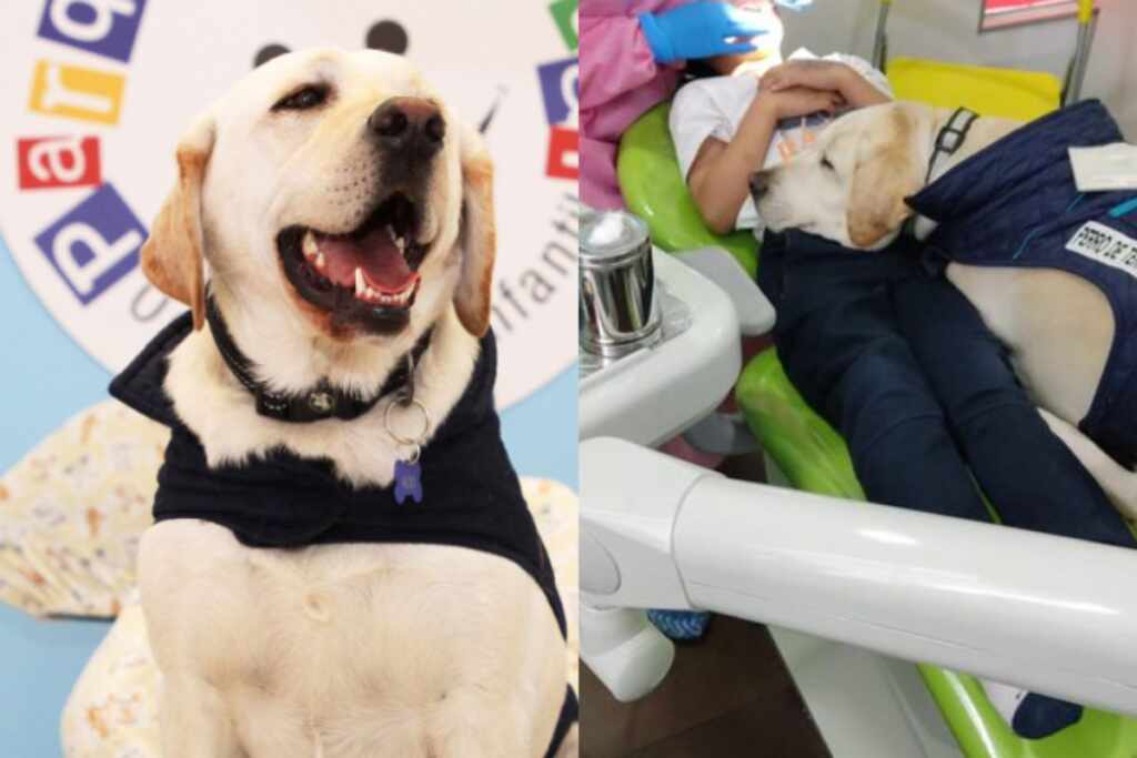 cane dentista