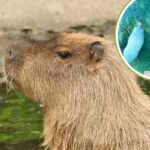 capibara