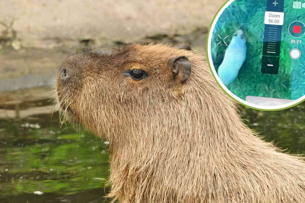 capibara