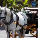 collasso firenze cavallo carrozza