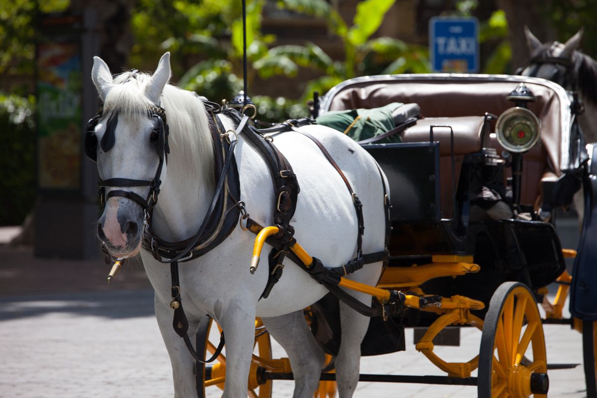 collasso firenze cavallo carrozza