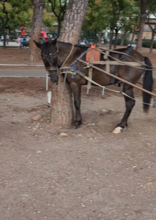 cavallo roma