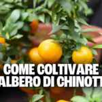 chinotto