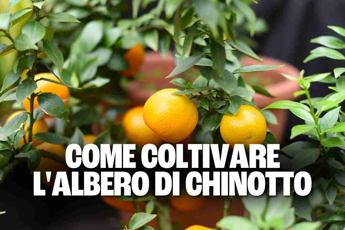 chinotto