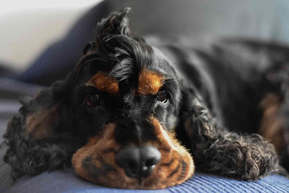 cocker spaniel