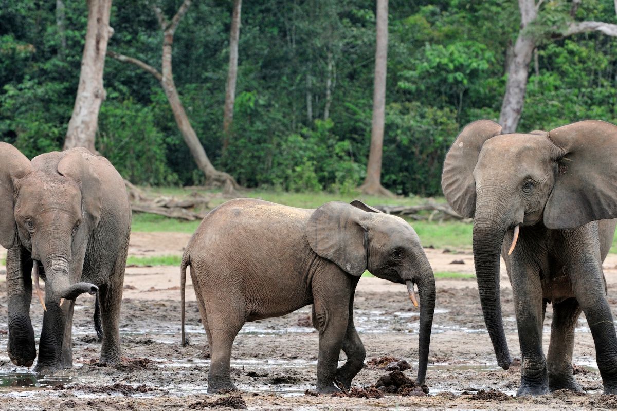 zimbabwe siccità abbattimento 200 elefanti