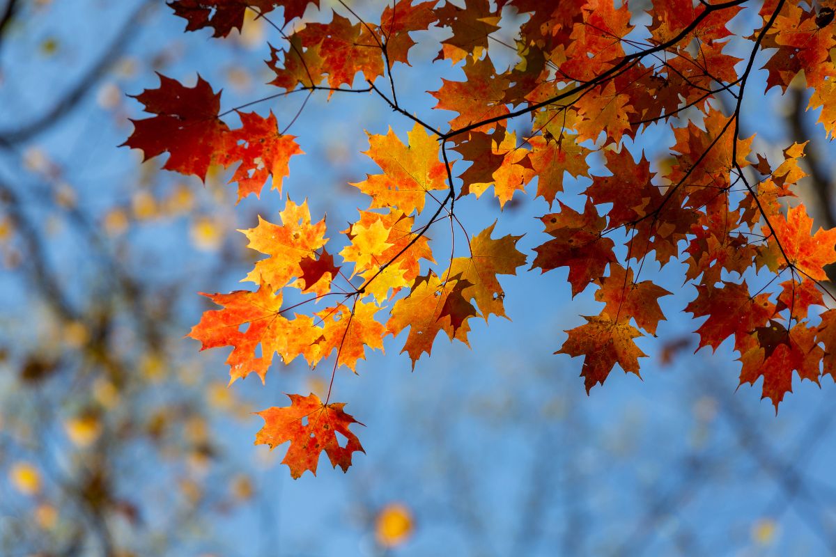 equinozio d'autunno