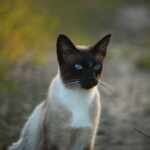 gatto siamese