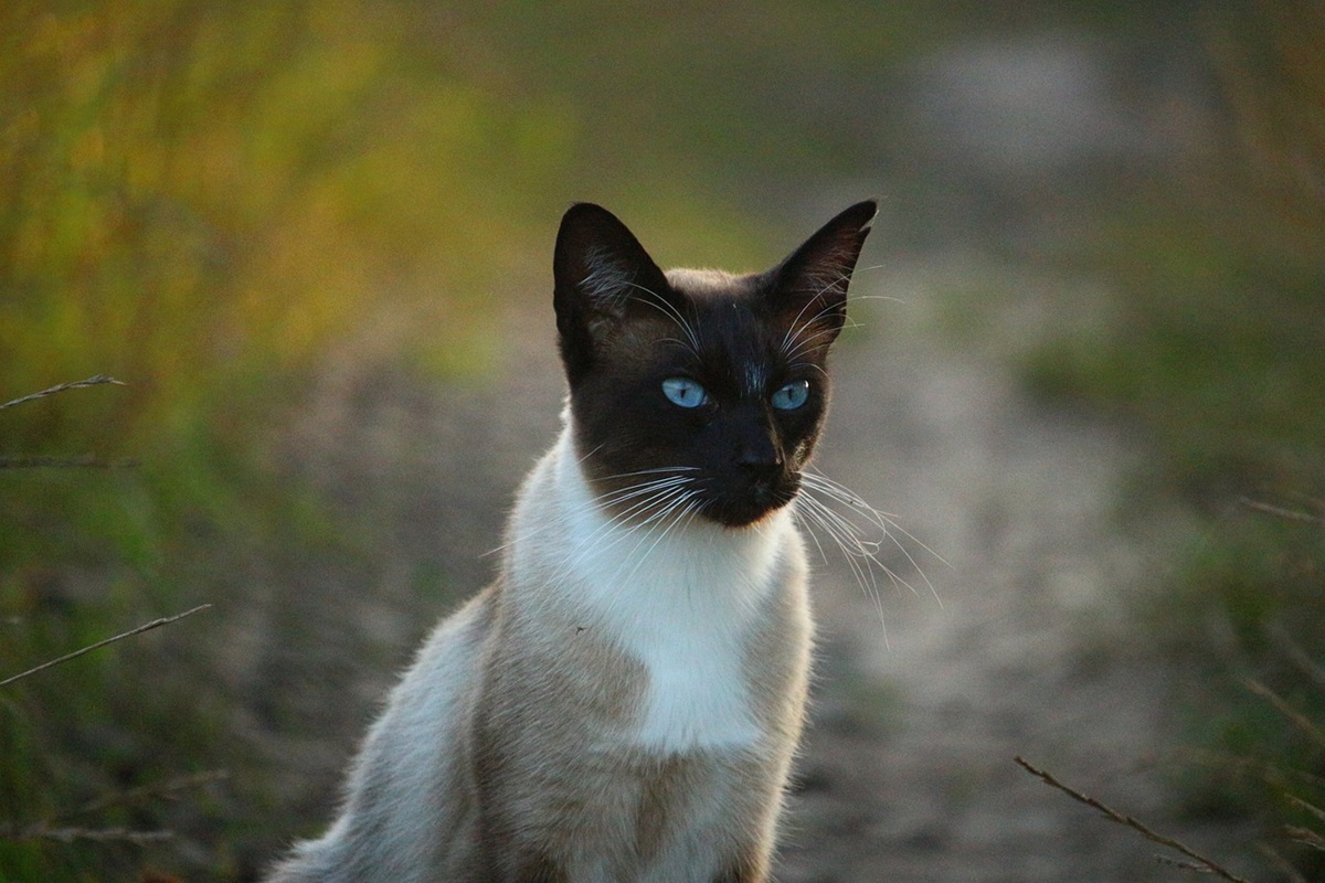 gatto siamese