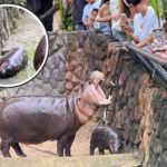 ippopotamo pigmeo zoo