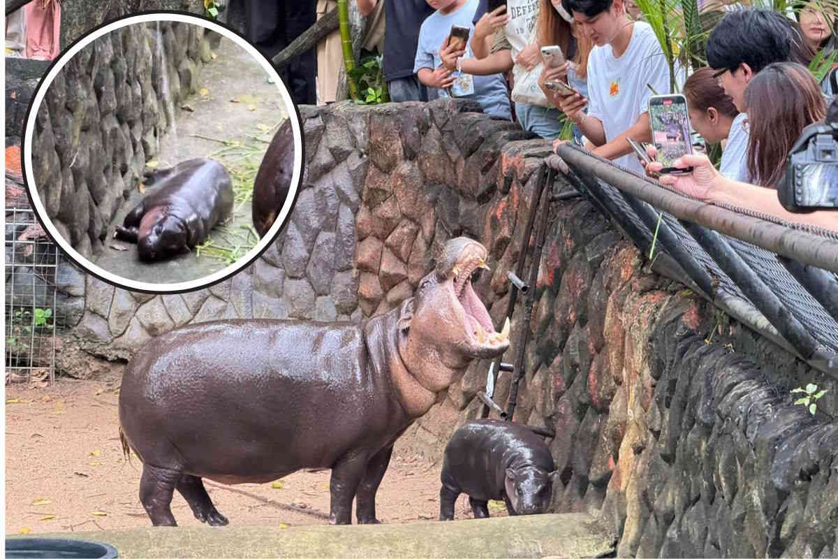 ippopotamo pigmeo zoo