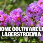 lagerstroemia