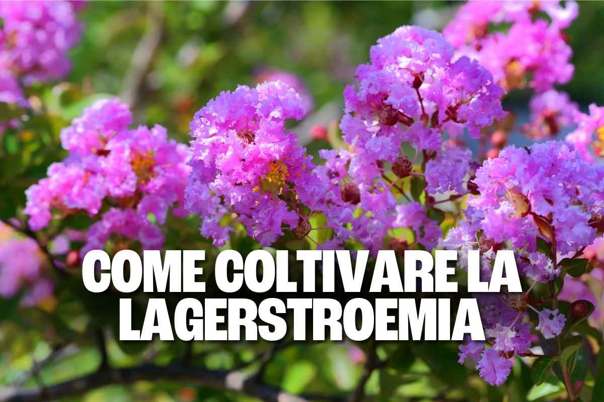 lagerstroemia