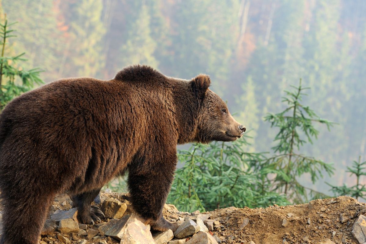 orso investito trentino settembre 2024