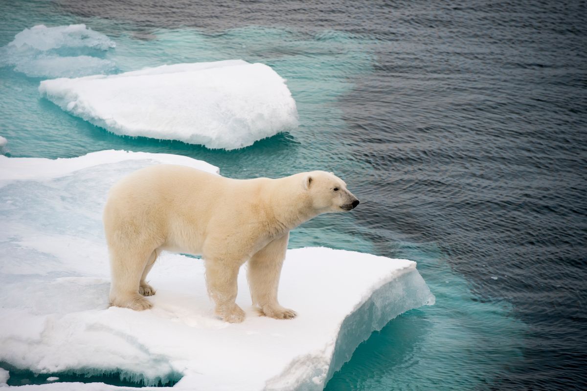 raro orso polare ucciso in islanda