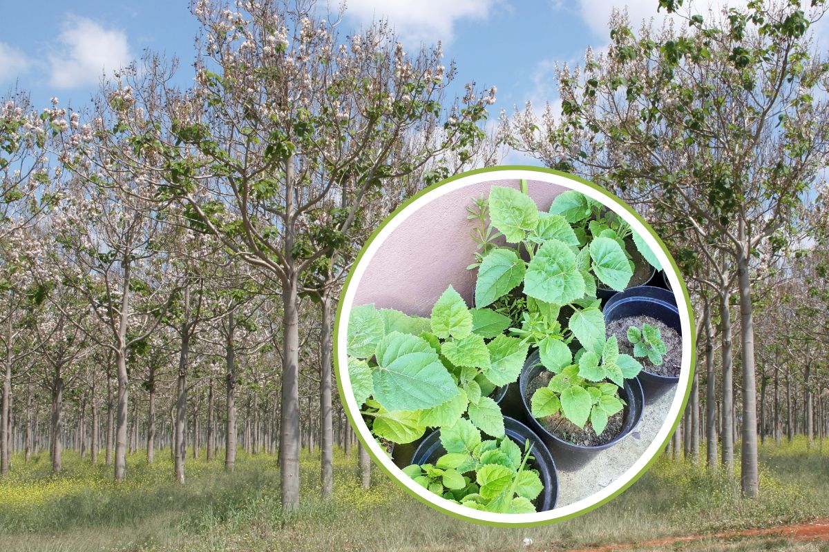 paulownia