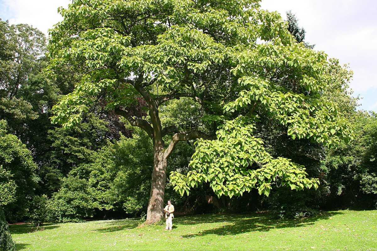 paulownia 3