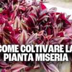 pianta miseria