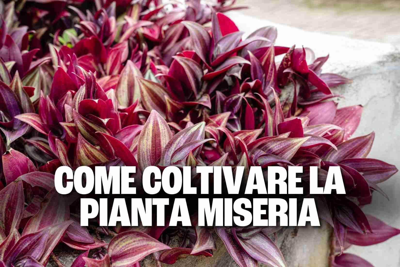 pianta miseria