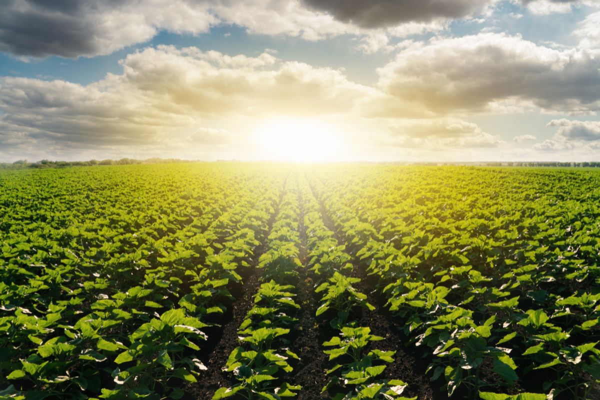 servizio civile agricolo domande aperte