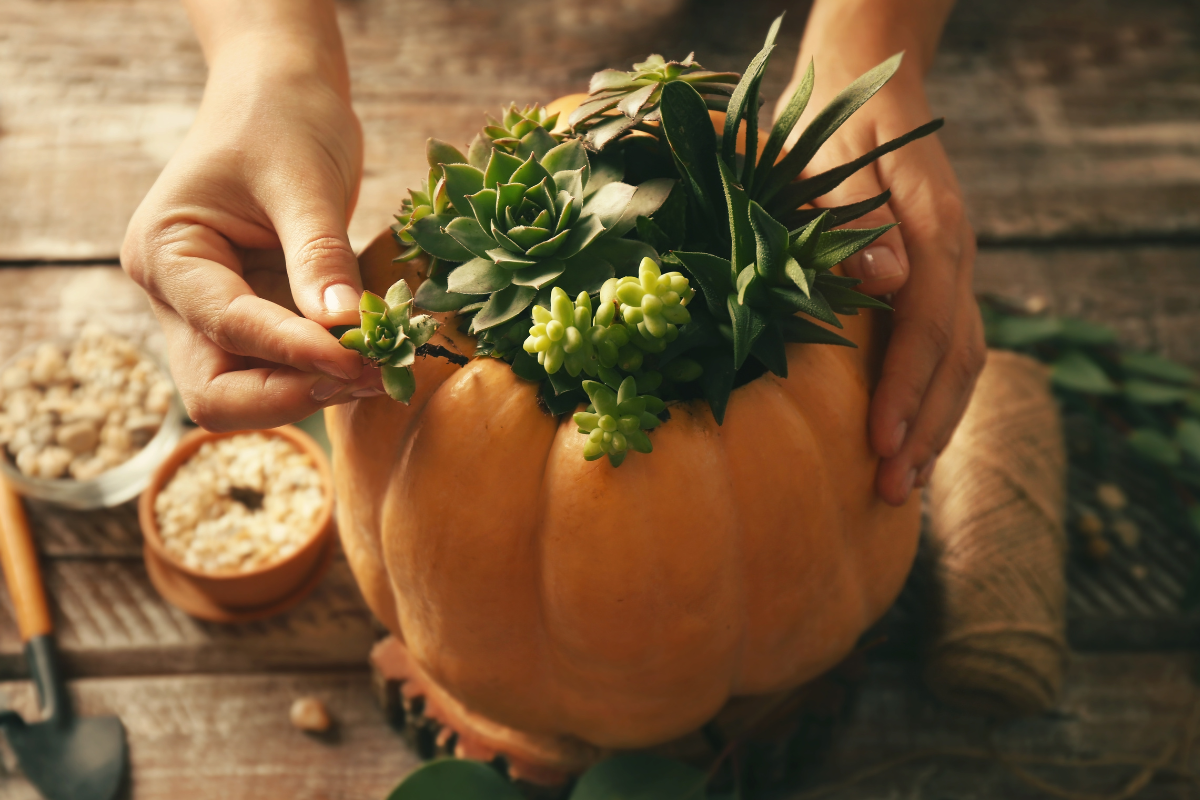 zucca con piante grasse