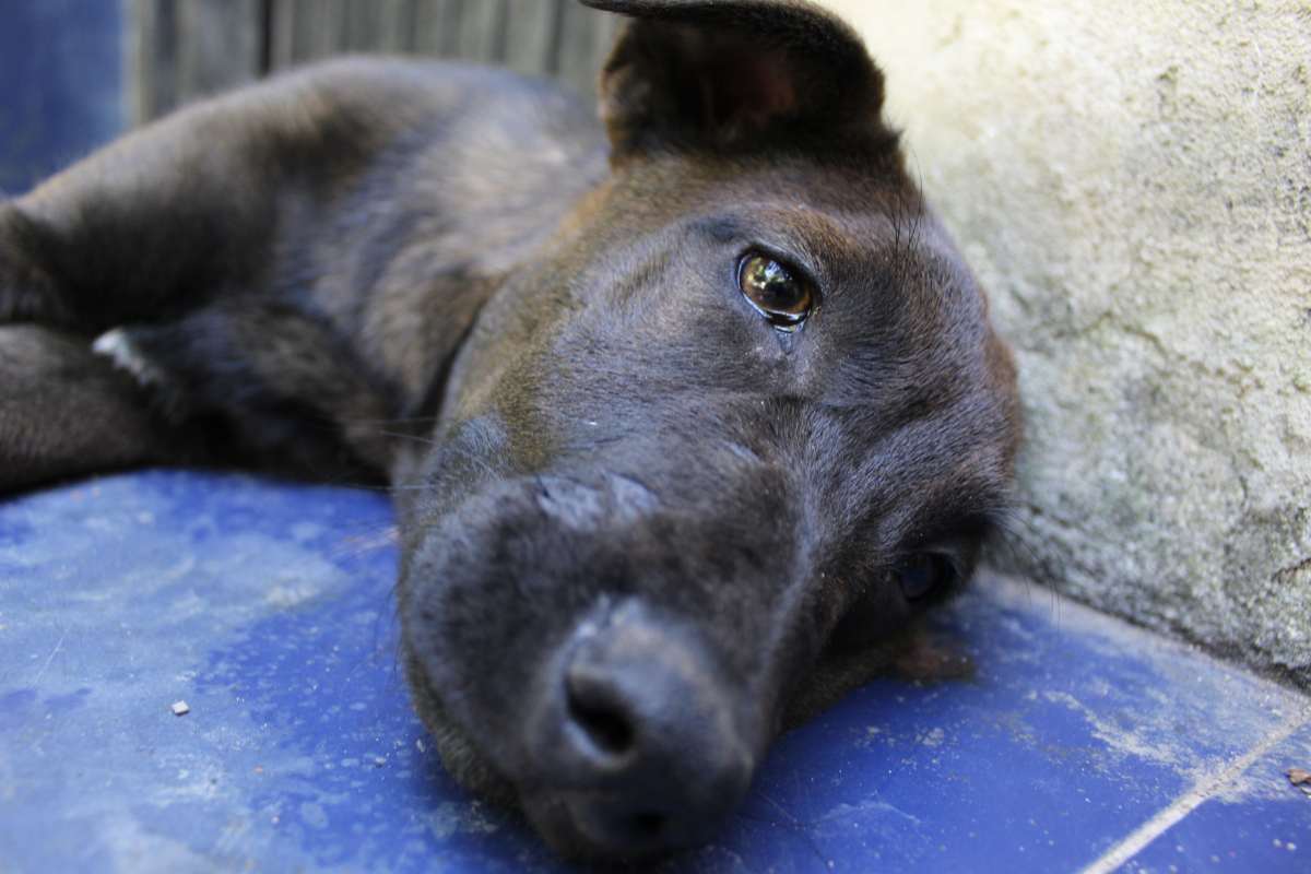 La cagnolina Cocò