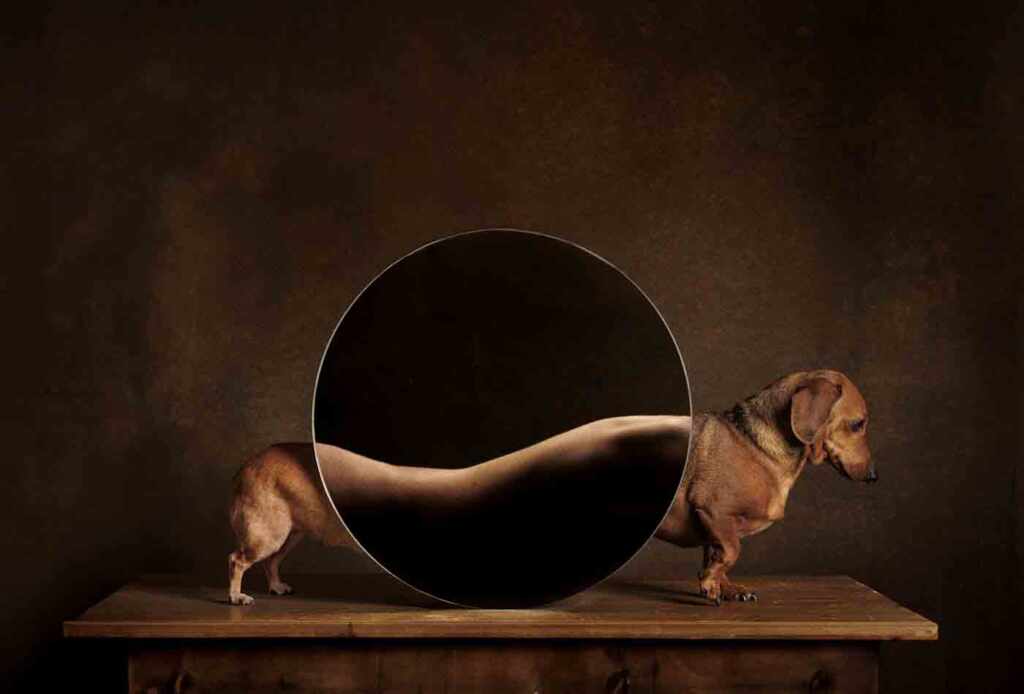 Valeria-Barbara-Barriera-Cassina-Dog-Photography-Awards-2024