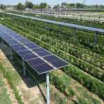 Agrivoltaico_vigneto_Caviro