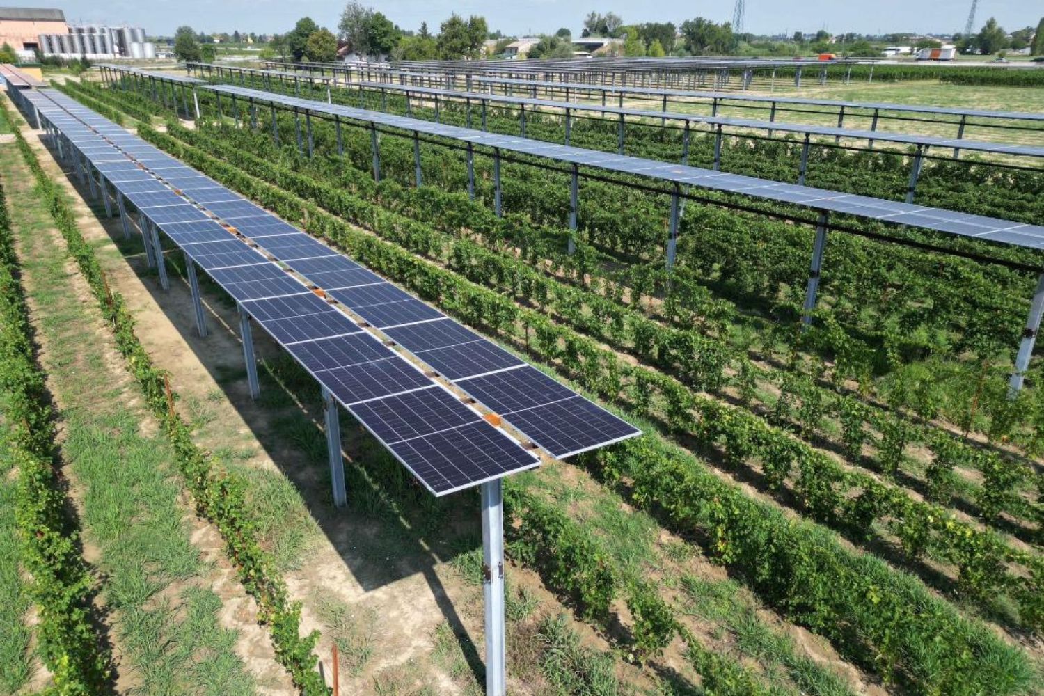 Agrivoltaico_vigneto_Caviro