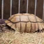 Aldabra tartaruga