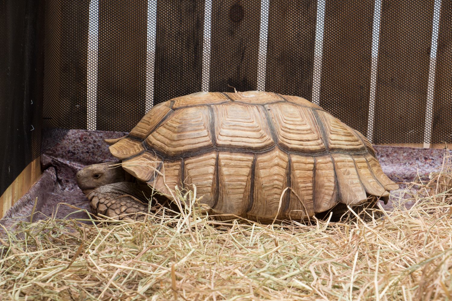 Aldabra tartaruga