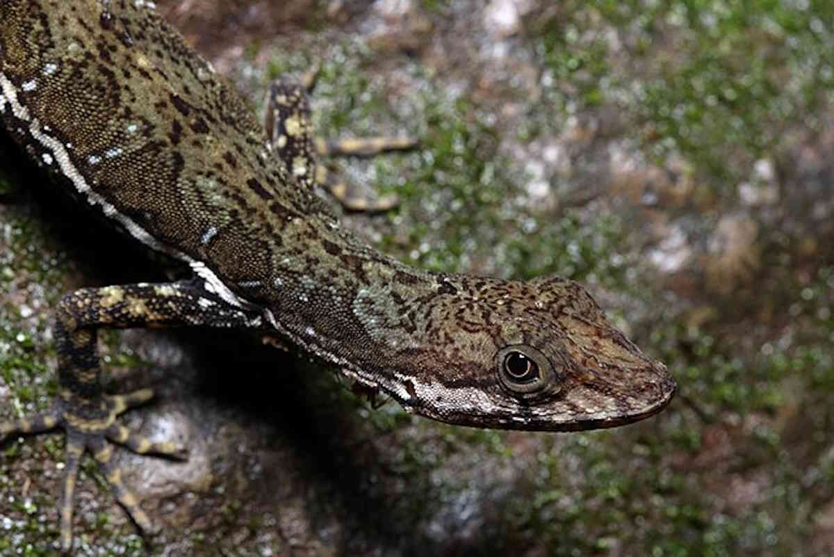 Anolis oxylophus Stanton