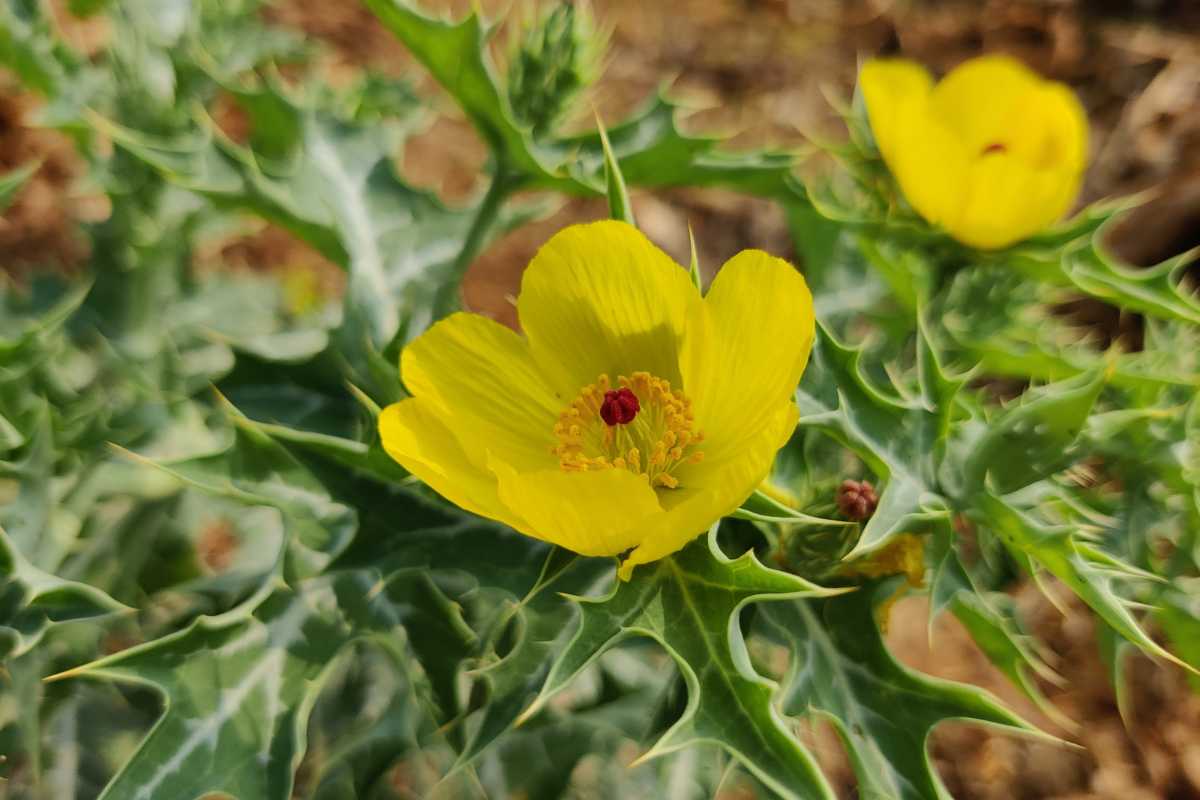 Argemone crassifolia 2