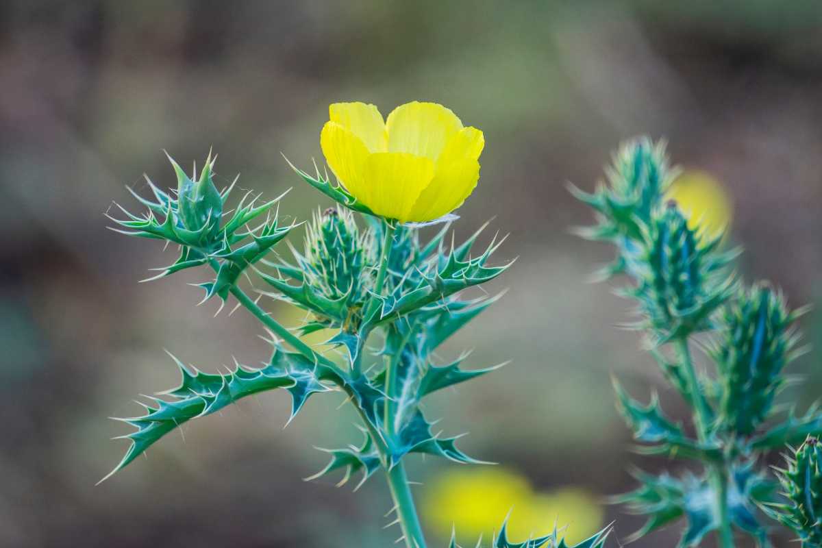 Argemone crassifolia