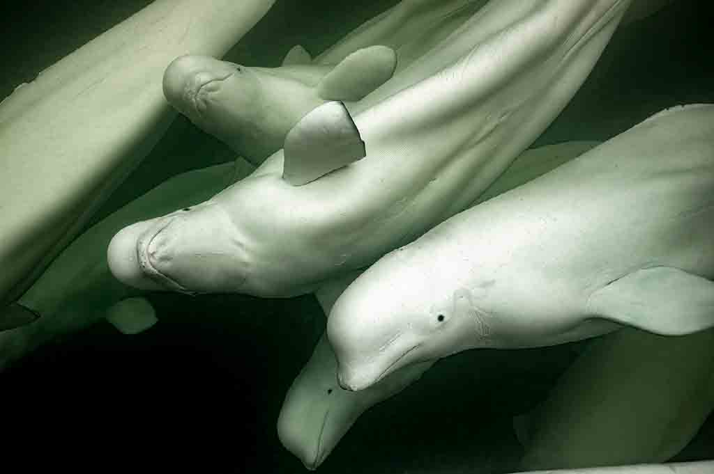 Beluga Whales