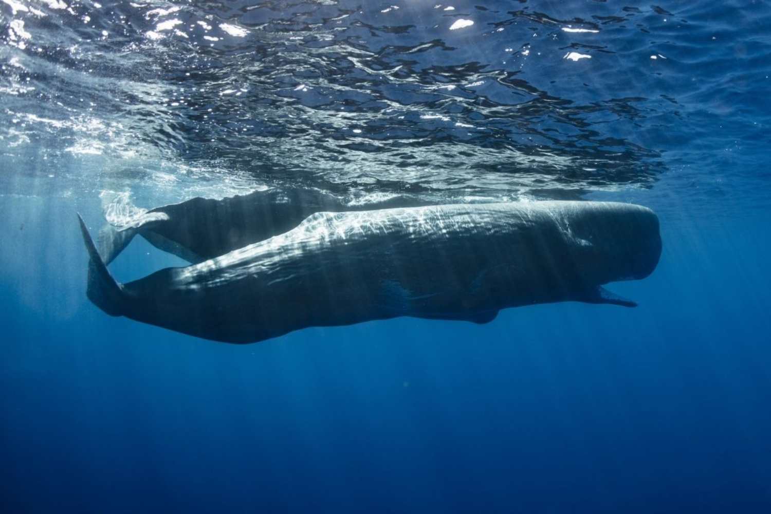 Capodogli Mauritius